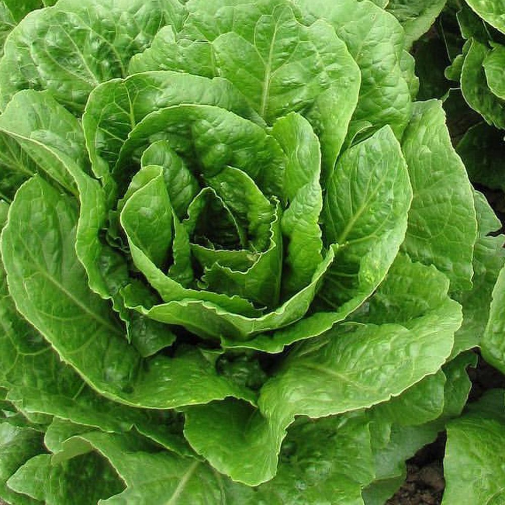 Lettuce Seeds - Buttercrunch, ORGANIC