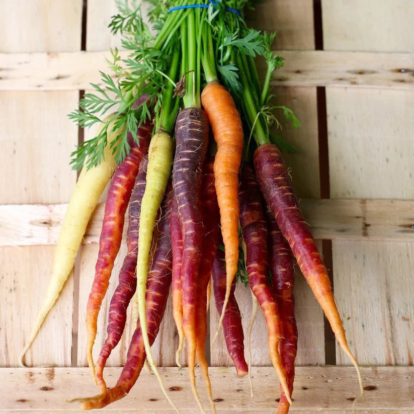 Carrot Seeds - Rainbow Blend