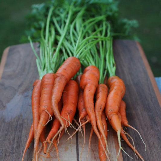 Carrot Seeds - Tendersweet, ORGANIC