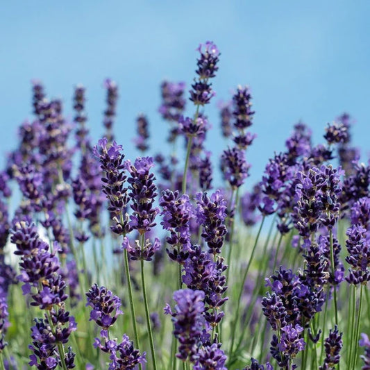 Lavender Seeds - English (Vera)