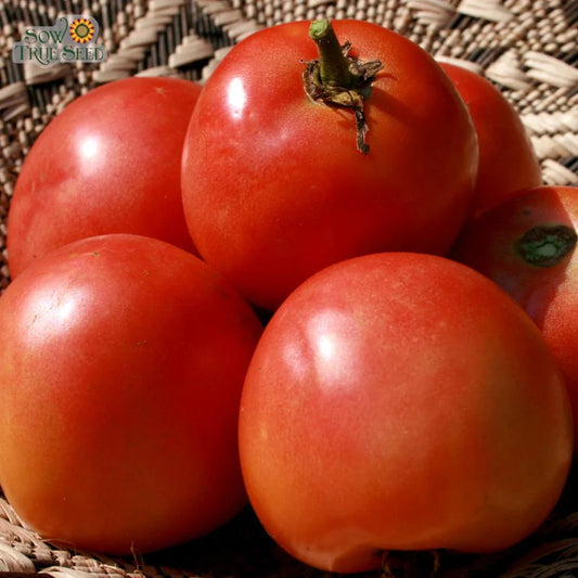 Slicing Tomato Seeds - Homestead