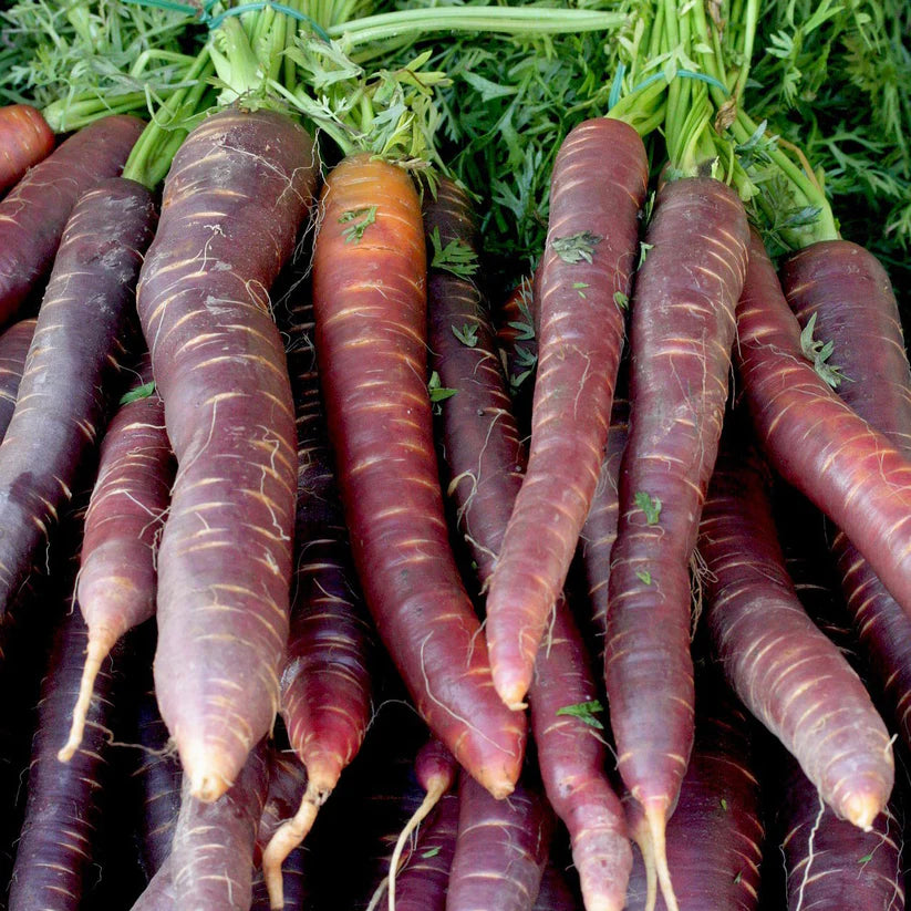 Carrot Seeds - Cosmic Purple